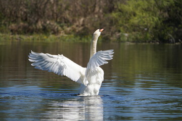 Swan in the lake