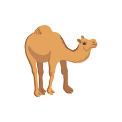 vector drawing dromedary camel, cartoon animal isolated at white background, hand drawn illustration - 782695883