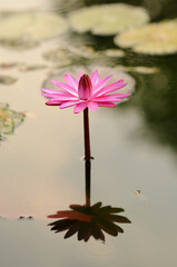 A Vibrant Pink Water Lily on a Pond