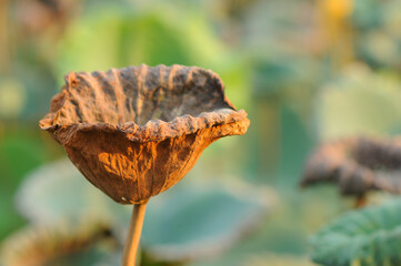 A Withered Lotus Leaf