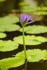 A Blosssoming Purple Water Lily