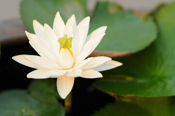 White Water Lily with an Outgrowth