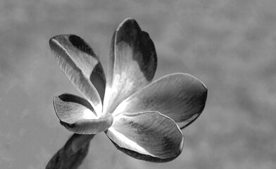 Plumeria flower - black and white - Southern California United States