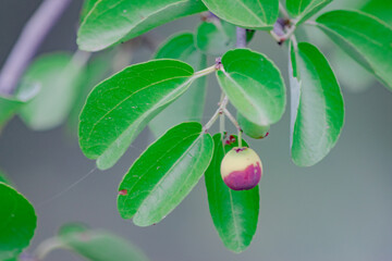 Frutas de Mistol 