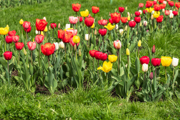 Multi-colored tulips on a city flowerbed.Spring floral background.Flowers in a city landscape.Selective focus.