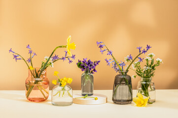 Colored glass vases with daffodils, hyacinths and violets on a sunny day. Bright vases with spring flowers.Spring still life.