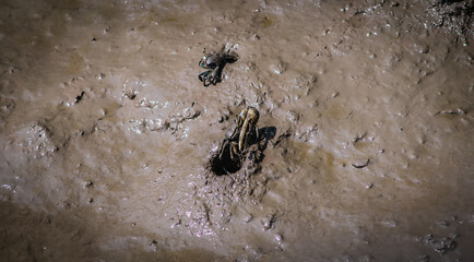 Fiddler crabs come out of their holes to find food in the mangrove forest near the sea.