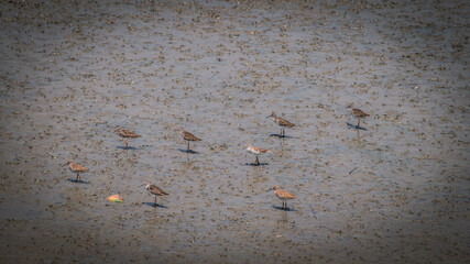 Seabirds wander along the wetlands as the waters recede in the Gulf of Thailand, Thailand.