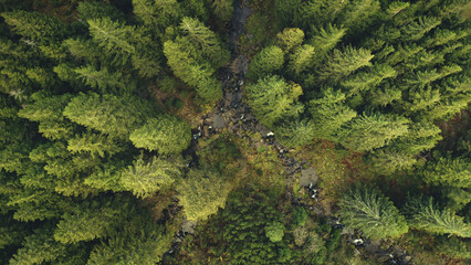 Mountain river at green pine forest top down aerial. Nobody nature landscape. Greenery spruce trees on mount randges. Summer vacation at Carpathians, Ukraine, Europe. Cinematic drone shot - obrazy, fototapety, plakaty