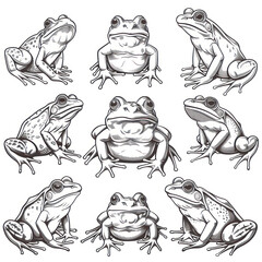 Frogs - Free printable Coloring pages for kids