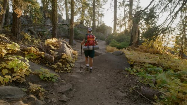 Back view of hiker with camping gear and trekking poles climbing a slope drowning in greenery, the radiant sun illuminates the path, Yosemite national park. High quality 4k footage