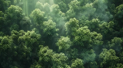 Abwaschbare Fototapete Nature background. View Rainforest Background for International Day of Forests. The mystical nature of the rainforest. Beautiful nature landscape. © Mentari