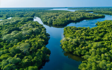 An aerial view of a mangrove forest in the foreground and a river in the background shows green trees and a natural landscape of a wetland park.