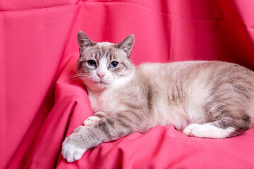 Gray cat with blue eyes lying on pink background