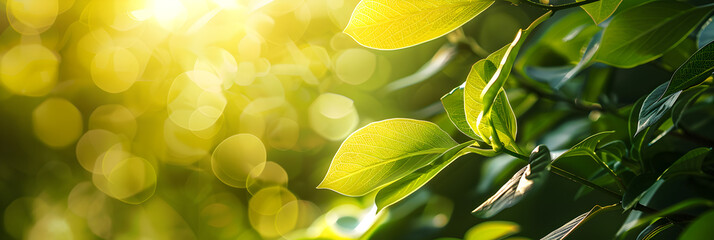 Verdant Growth: The Warmth of Sunlight