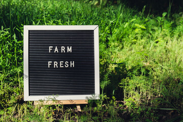 Letter board with text FARM FRESH on background of garden bed with green herb dill. Organic...