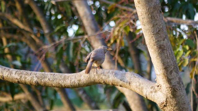 An active bird on a tree. India.