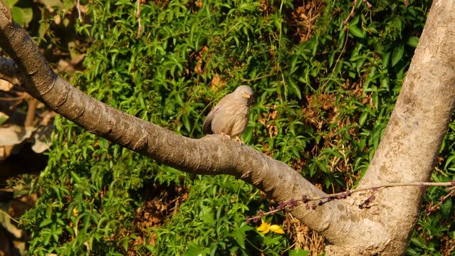An active bird on a tree. India.