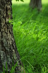 Obraz premium A close-up of the textured bark of a tree in a lush green meadow
