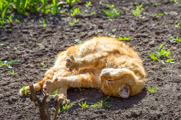 Ginger cat rolls on the ground in the rays of the spring sun. Cat outdoors.