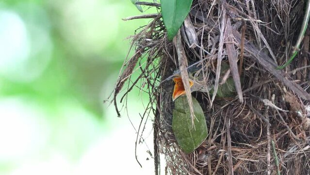 The silver-breasted broad-billed parakeet chick opens its mouth and coils in food from its mother and fathe