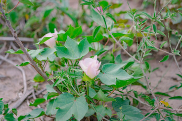 Flor de Algodón