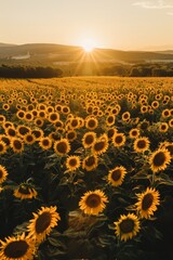 Aerial shot of a sunflower field at sunset, with long shadows stretching across the blooms and a warm glow illuminating the landscape