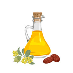 Jojoba oil in glass bottle, seeds and plant isolated on white background. Vector cartoon illustration of cosmetic oil.