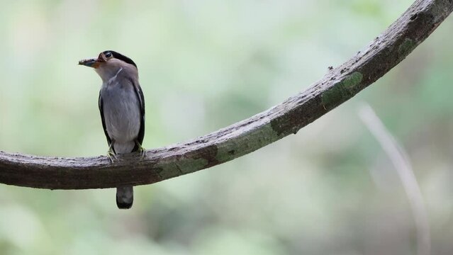 Silver-breasted Broad-billed Kingbird is holding food to feed its young