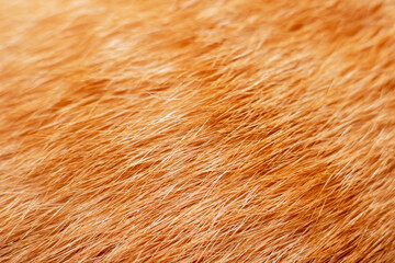 A closeup of a cats fur reveals its texture and pattern