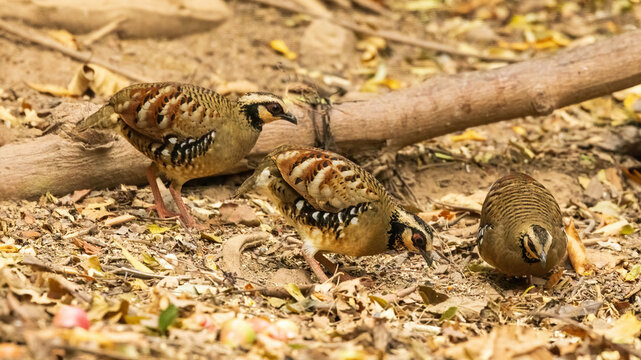 The Bar-backed Partridge (Arborophila brunneopectus) is a small bird native to montane forests of Southeast Asia, known for its distinctive barred back plumage and secretive behavior.