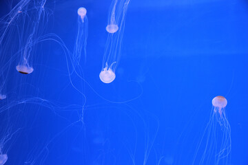 Medusas diminutas de acuario - obrazy, fototapety, plakaty