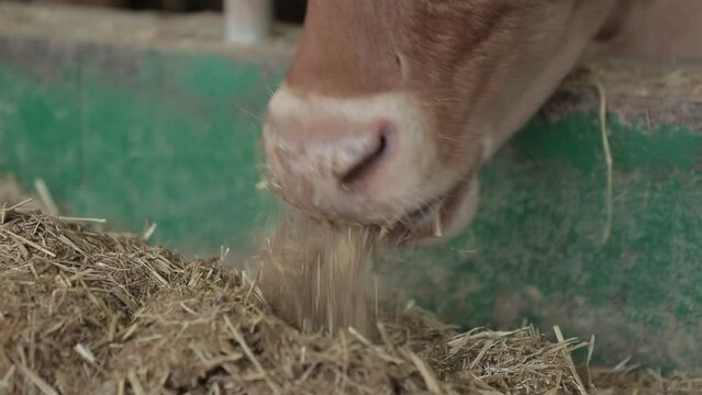 A hay-eating cow