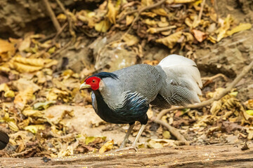 Native to South Asia, the Kalij Pheasant (Lophura leucomelanos) is a striking bird known for its glossy, iridescent plumage and distinctive black-and-white tail feathers.