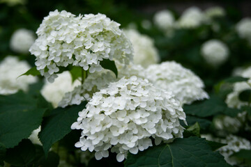 紫陽花