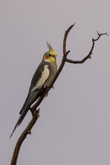 The Cockatiel (Nymphicus hollandicus) is a small parrot characterized by its striking yellow crest, orange cheek patches, and grey body with distinctive white wing markings