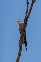 The Cockatiel (Nymphicus hollandicus) is a small parrot characterized by its striking yellow crest, orange cheek patches, and grey body with distinctive white wing markings