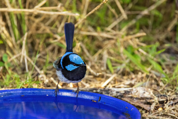 The adult male Superb Fairywren (Malurus cyaneus) boasts vibrant blue and black plumage on its upper body and throat, with a grey-white belly and a distinctive black bill