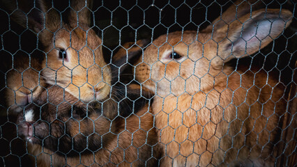 rabbit in the cage