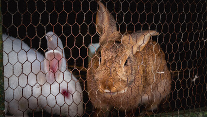 two rabbits in cage