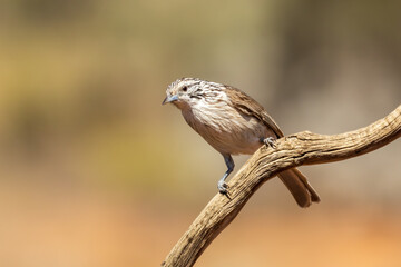 The Striped Honeyeater (Plectorhyncha lanceolata) is a small bird with distinctive black and white stripes on its head and throat, known for its melodious song and active foraging behavior.