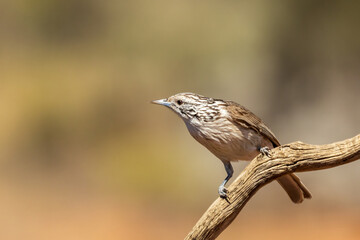 The Striped Honeyeater (Plectorhyncha lanceolata) is a small bird with distinctive black and white stripes on its head and throat, known for its melodious song and active foraging behavior.