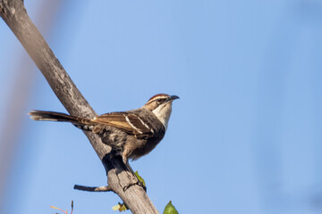 The Chestnut-crowned Babbler (Pomatostomus ruficeps) is a medium-sized bird with a distinctive chestnut crown atop its head, known for its gregarious behavior and complex vocalizations. - obrazy, fototapety, plakaty
