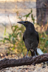 The Grey Currawong (Strepera versicolor) is a medium-sized bird with dark grey plumage, known for its melodious calls and distinctive white-tipped tail feathers.