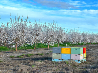 Colorful Beehives with Almond Orchard in the Background. Trees in Bloom with Beautiful White Flowers. Spring of 2024, Davis California, USA. 