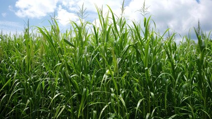 Obraz premium A field of tall green plants sway gently in the wind. Close inspection reveals that these plants are being grown specifically for use in biofuel production providing a sustainable .