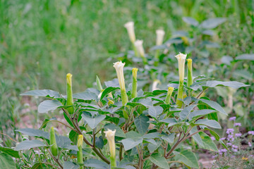 Flor Blanca de Yuyo de Campo