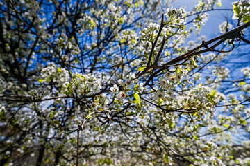 Spring's delicate dance unfolds in this captivating close-up of cherry blossoms against a clear blue sky, heralding the season's renewal.