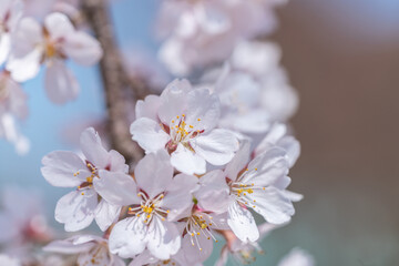 青空マクロ撮影：青空の下満開に咲いた桜の花の下満開に咲いた桜の花