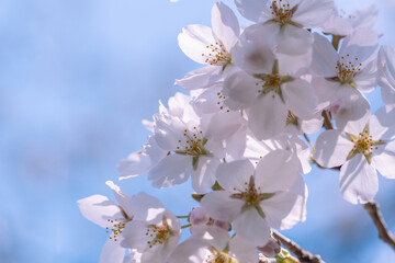 青空マクロ撮影：青空の下満開に咲いた桜の花の下満開に咲いた桜の花